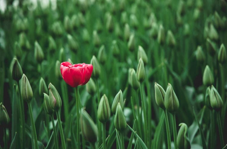 BOOFOLA LLC - Articles | Stand Out In a Crowd